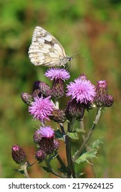 Marbled White On Creeping Thistle