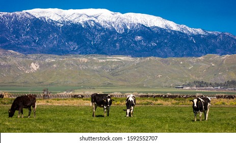 MARCH 14, 2019 - RIVERSIDE COUNTY, CALIFORNIA, USA - Field of Yellow Flowers and San Bernadino Snowcapped Mountains near Hemet, California