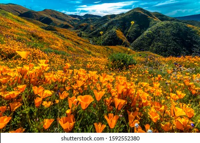 MARCH 15, 2019 - LAKE ELSINORE, CA, USA - "Super Bloom" California Poppies in Walker Canyon outside of Lake Elsinore, Riverside County, CA