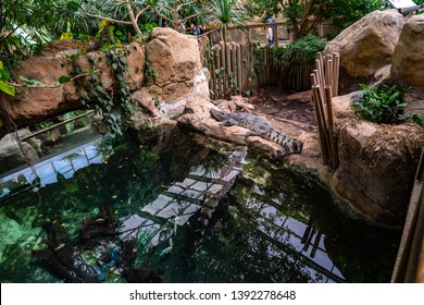 MARCH 2019: Broad Snouted Caiman (Caiman Latirostris) In Zoo