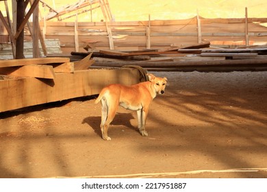 March 21 2022 - Sur In Oman: Building A Wooden Dhow In A Boatyard