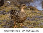 March 22, 2024. Russia. Rzhev. Adult ducks have chosen the reservoirs of the city park in the spring.