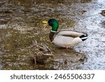 March 22, 2024. Russia. Rzhev. Adult ducks have chosen the reservoirs of the city park in the spring.