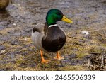 March 22, 2024. Russia. Rzhev. Adult ducks have chosen the reservoirs of the city park in the spring.