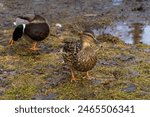 March 22, 2024. Russia. Rzhev. Adult ducks have chosen the reservoirs of the city park in the spring.