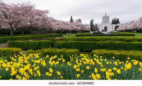 Salem Oregon Spring Daffodils City Center Stock Photo 607752215 ...