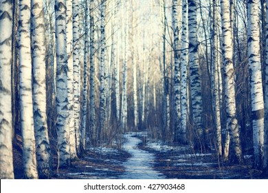 March Landscape Birch Forest Background