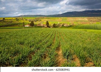 March In Morocco Is More Raining And Nature Is Beautiful Green And Fresh. Nearby Fes, Morocco