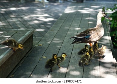 A March Of Parent And Child Spot-billed Ducks Walking In A Row.