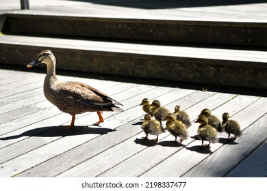 A March Of Parent And Child Spot-billed Ducks Walking In A Row.