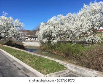 March Spring In Knoxville 2018