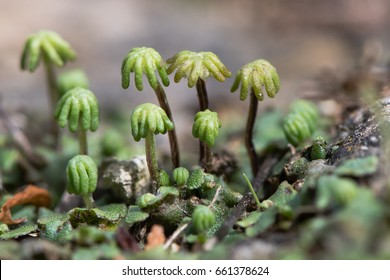 Marchantia-Polymorpha-Lebenkraut-Gametospores. Umbrella-ähnliche Reproduktionsstrukturen weiblicher Pflanzen in der Reihenfolge Marchantiales