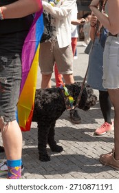 marcher wearing progress pride flag cape, inclusive stripes and trans colors visible, urban rally scene,