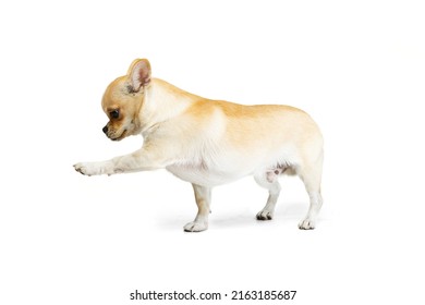 Marching. Studio Shot Of Cute Small Chihuhua Dog Walking Around, Posing In Motion Isolated Over White Background. Concept Of Animal Life, Breeds, Vet And Care. Copy Space For Ad, Text, Design