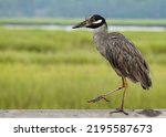                          Marching yellow crowned night heron in Shelter Cove on Hilton Head Island. Bird is on right side of photo with foot raised. Marsh grasses and water are the background.      