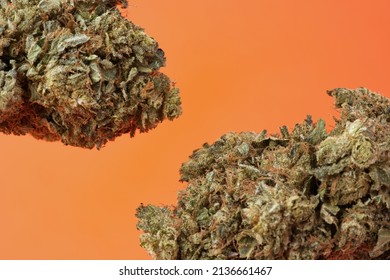 Marco Up Close Marijuana Bud Hybrid Sativa Indica With Orange Background