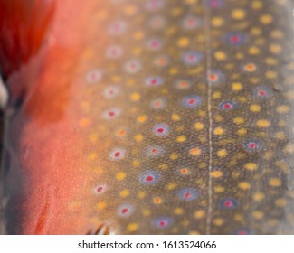 Marco of a colorful Brook Trout with spots
