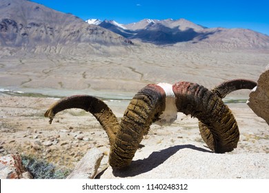 Marco Polo Sheep Horns Lay On The Stone  In The Mountains