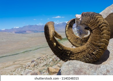 Marco Polo Sheep Horns Lay On The Stone  In The Mountains