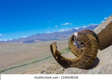 Marco Polo Sheep Horns Lay On The Stone  In The Mountains