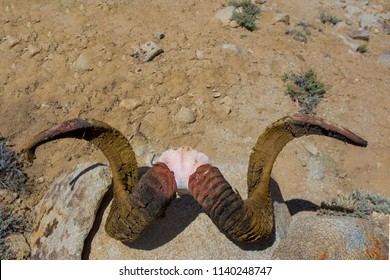 Marco Polo Sheep Horns Lay On The Stone  In The Mountains