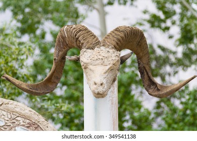 Marco Polo Sheep Skull In Pamir, Tajikistan, Central Asia