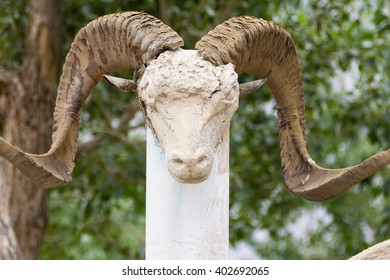 Marco Polo Sheep Skull In Pamir, Tajikistan, Central Asia