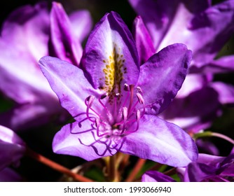 Marco Of A Rhododendron Purple Blooming Flower