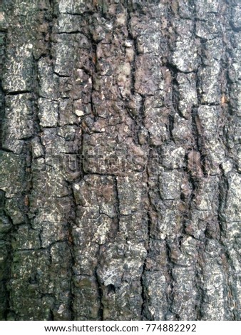 marco shote of crack line pattern of wood