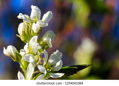 A Marco View Of Saskatoon Berry Blossoms