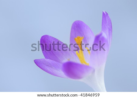 Similar – crocus Nature Plant Spring