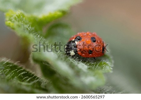 Marcro shots of a ladybug
