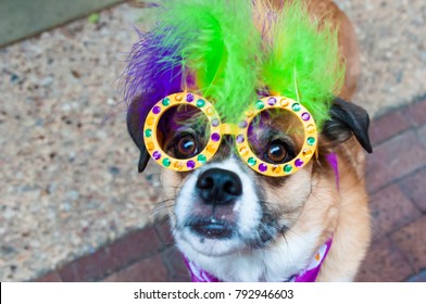 Mardi Gras Dog Costume