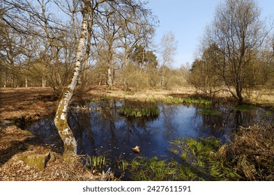 The Mare aux fées pond  in winter season. Fontainebleau season