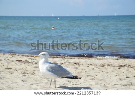 Mare beach balticsea Animation bird