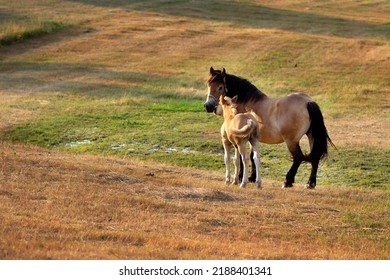 Mare With A Cute Foal On The Pasture