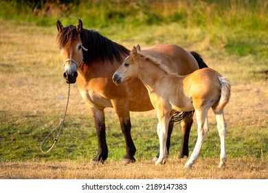 Mare With A Cute Foal On The Pasture