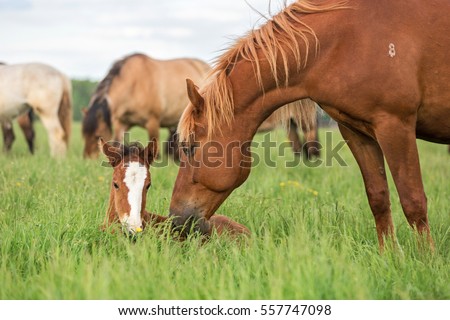 Mare with a cute foal on the pasture.