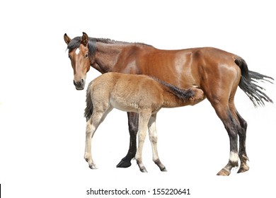 Mare Feeding Her Foal, Isolated.