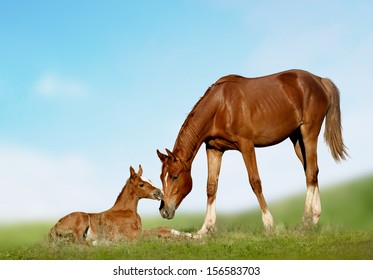 Mare And Foal