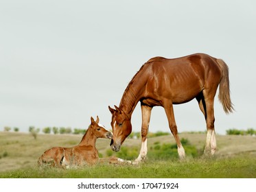 Mare And Foal