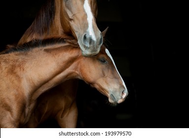 Mare And Foal