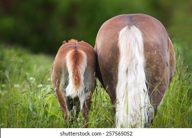 Mare And Foal