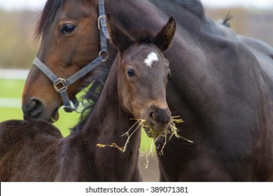 Mare And Foal