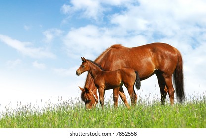 Mare And Foal