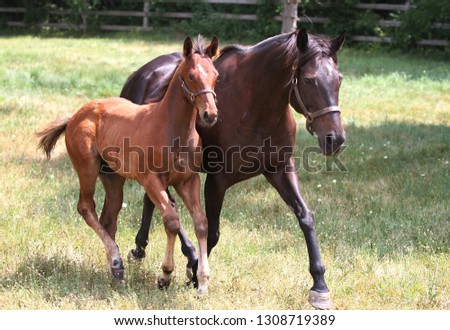 Mare and Foal