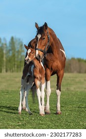 Mare with a foal in the field in summer