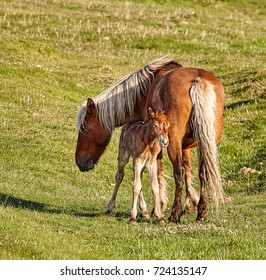 Mare with foal newborn - Shutterstock ID 724135147