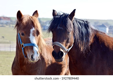 Mare and foal in spring