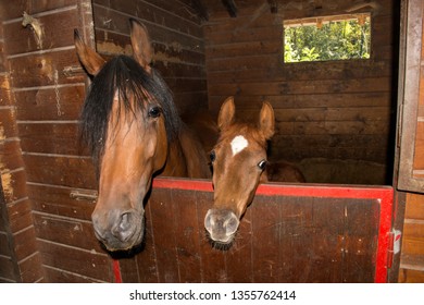 mare with foal in a stable in Liguria in Italy